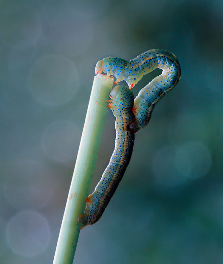 belles-photos-dinsectes19