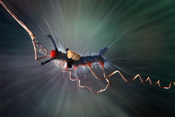 belles-photos-dinsectes20