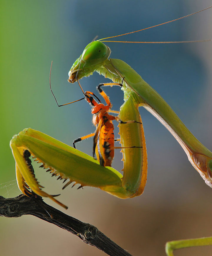 belles-photos-dinsectes4