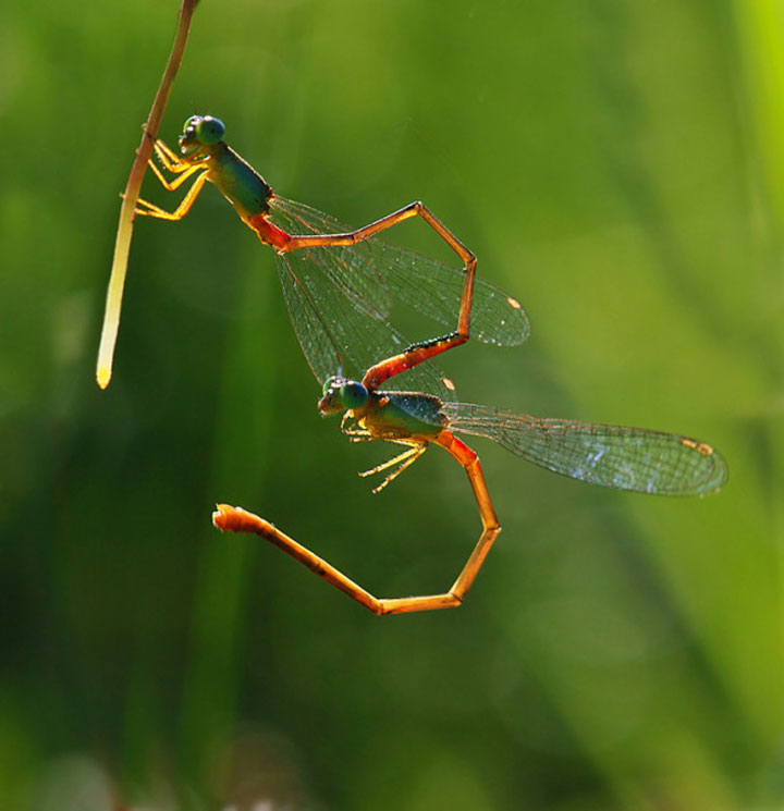 belles-photos-dinsectes8