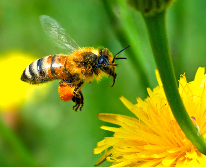 des-abeilles-artificielles-sur-le-point-de-voir-le-jour1
