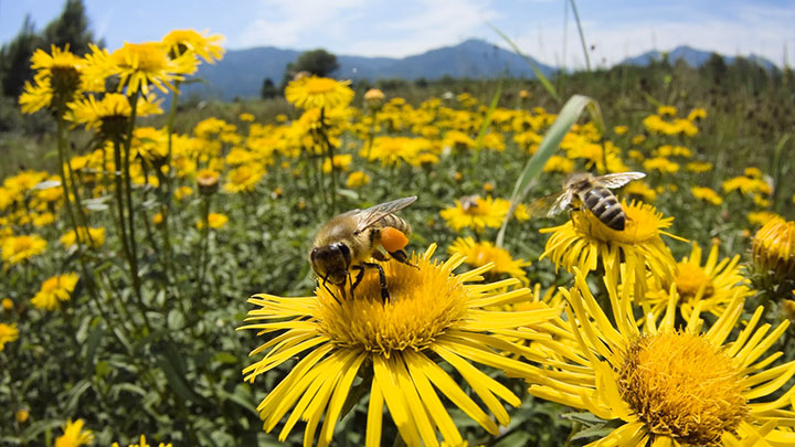 des-abeilles-artificielles-sur-le-point-de-voir-le-jour4