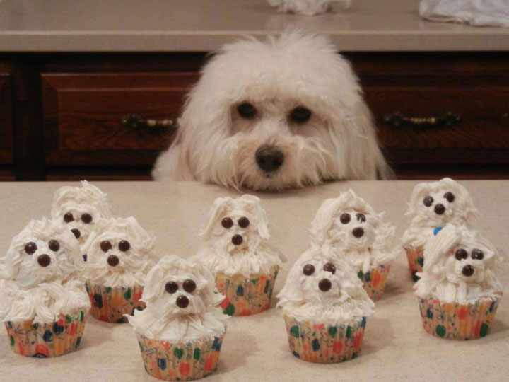 incroyables-cupcakes26