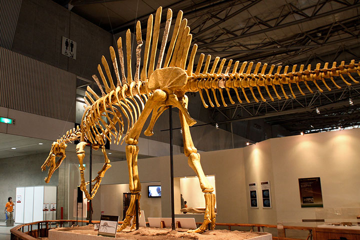 les-10-plus-gros-animaux-de-tous-les-temps15