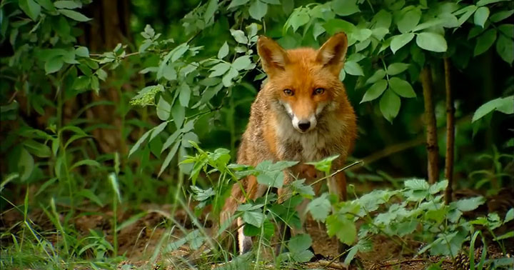 quatre-videos-capturent-la-beaute-a-couper-le-souffle-de-notre-planete10