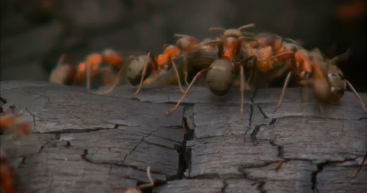 quatre-videos-capturent-la-beaute-a-couper-le-souffle-de-notre-planete14