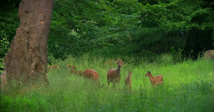 quatre-videos-capturent-la-beaute-a-couper-le-souffle-de-notre-planete16