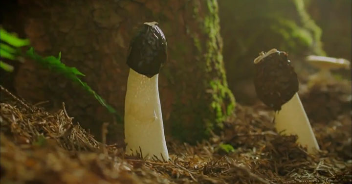 quatre-videos-capturent-la-beaute-a-couper-le-souffle-de-notre-planete26