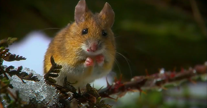 quatre-videos-capturent-la-beaute-a-couper-le-souffle-de-notre-planete28