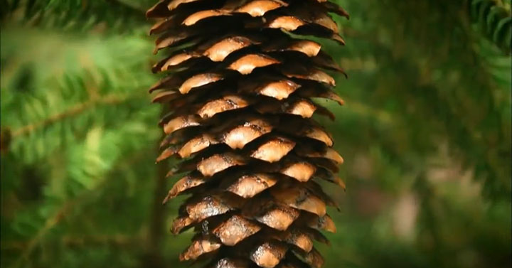 quatre-videos-capturent-la-beaute-a-couper-le-souffle-de-notre-planete3