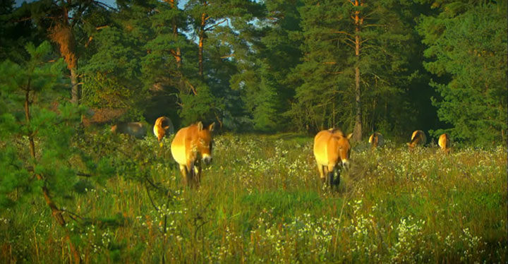quatre-videos-capturent-la-beaute-a-couper-le-souffle-de-notre-planete5