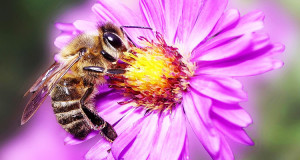 14-faits-qui-font-de-nos-abeilles-les-veritables-super-heroines-de-notre-planete-une