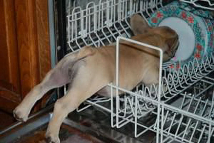 30-chiens-et-chats13