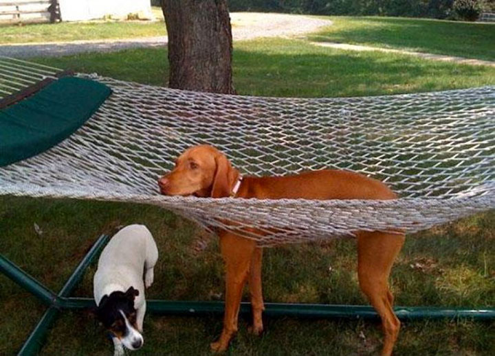 30-chiens-et-chats18