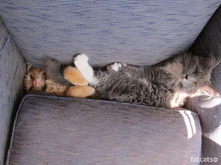 30-chiens-et-chats2