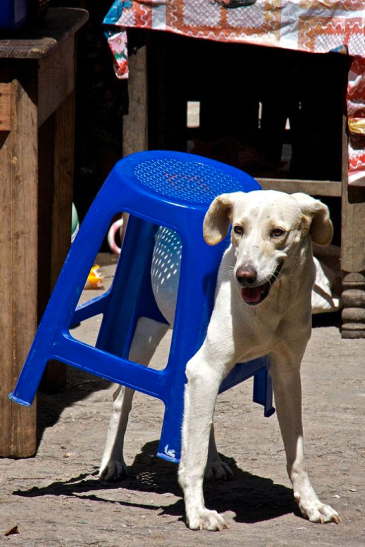 30-chiens-et-chats21