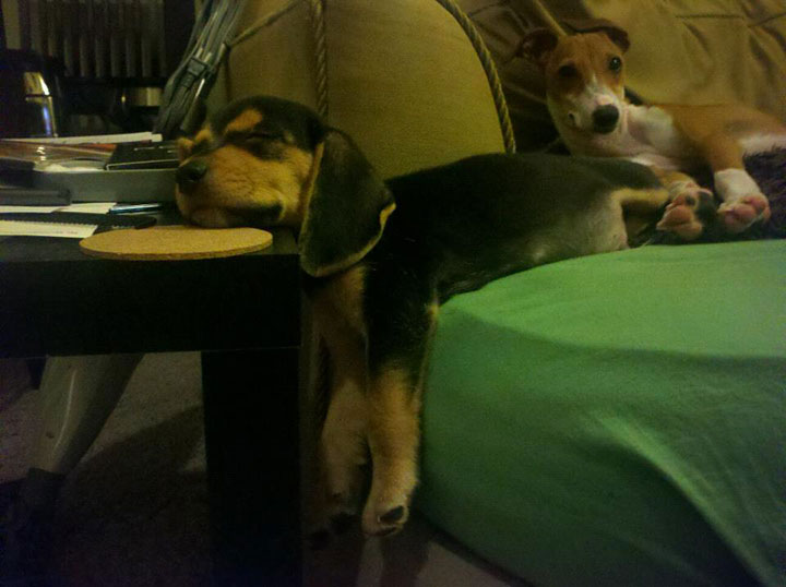 30-chiens-et-chats22