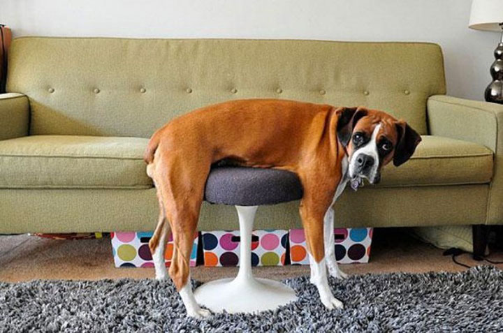 30-chiens-et-chats23
