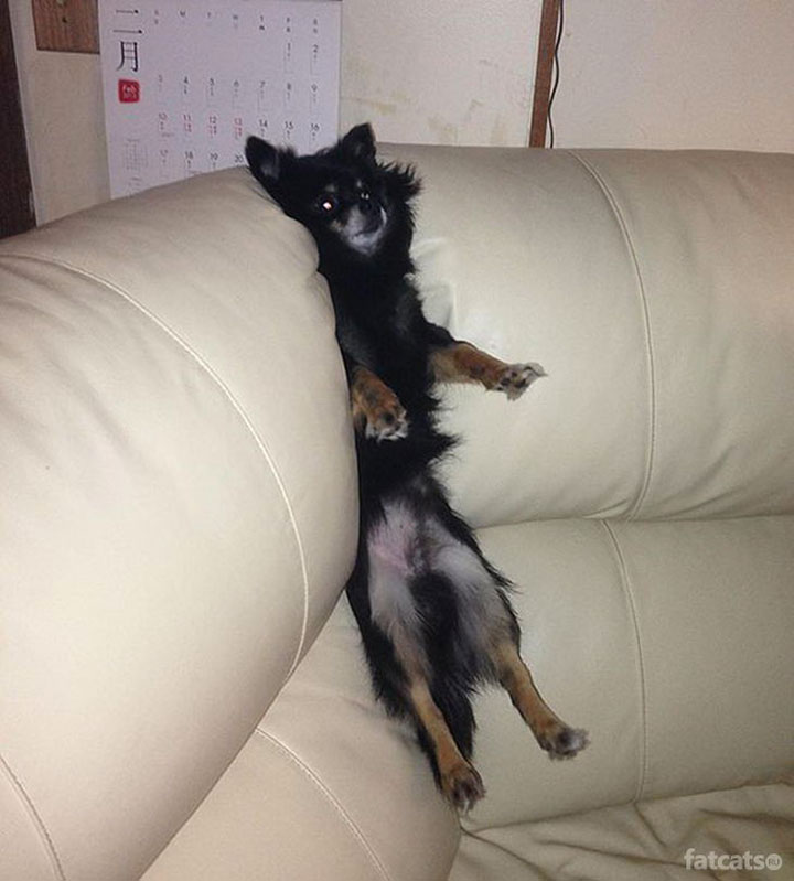 30-chiens-et-chats3