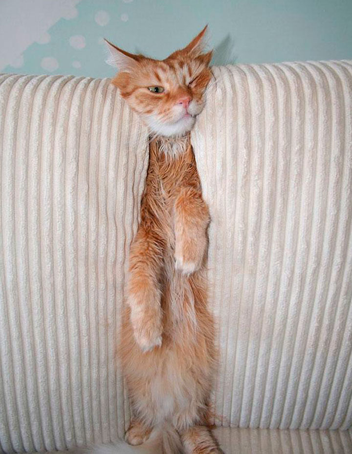 30-chiens-et-chats9