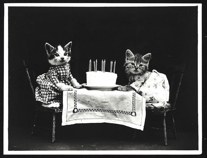 LOLcats-1