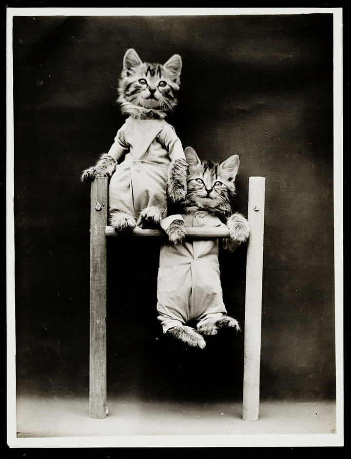 LOLcats-13