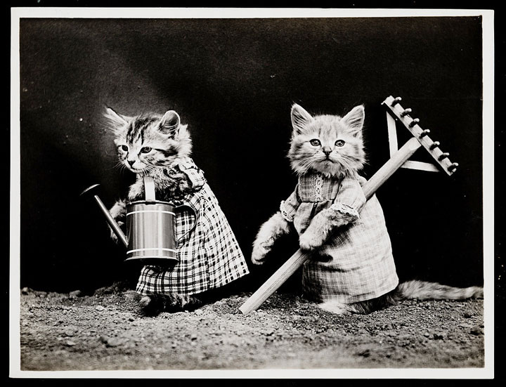 LOLcats-18