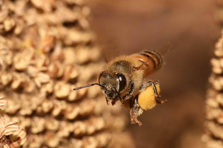 abeilles-super-heros6