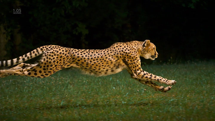 admirez-lelegance-du-guepard-en-pleine-course1