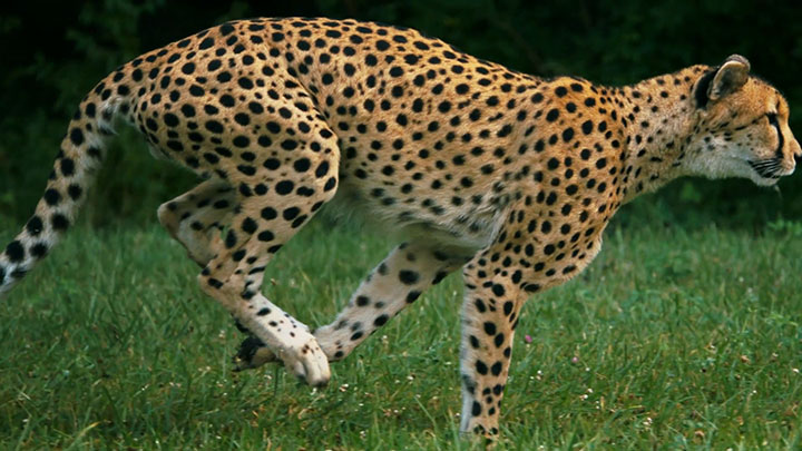 admirez-lelegance-du-guepard-en-pleine-course12