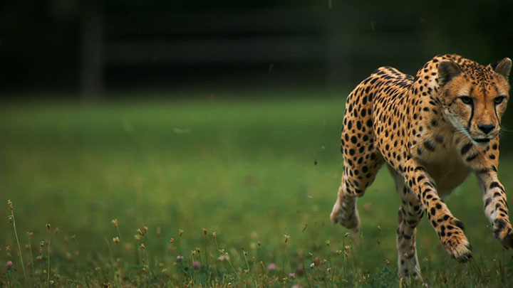 admirez-lelegance-du-guepard-en-pleine-course13