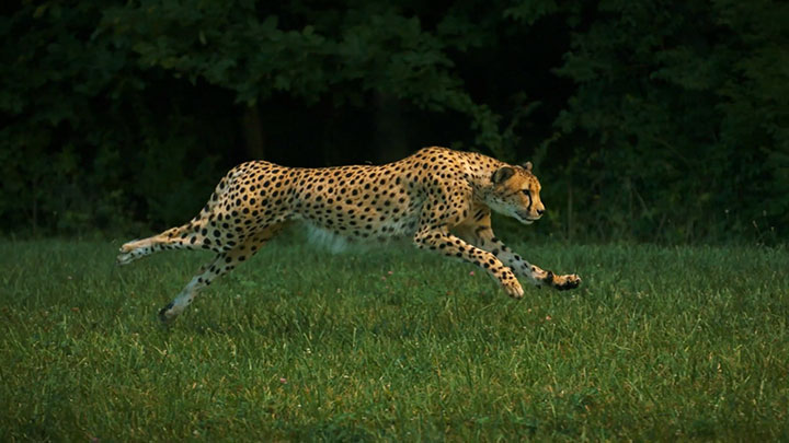 admirez-lelegance-du-guepard-en-pleine-course3
