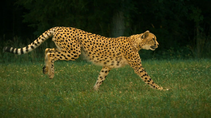 admirez-lelegance-du-guepard-en-pleine-course5