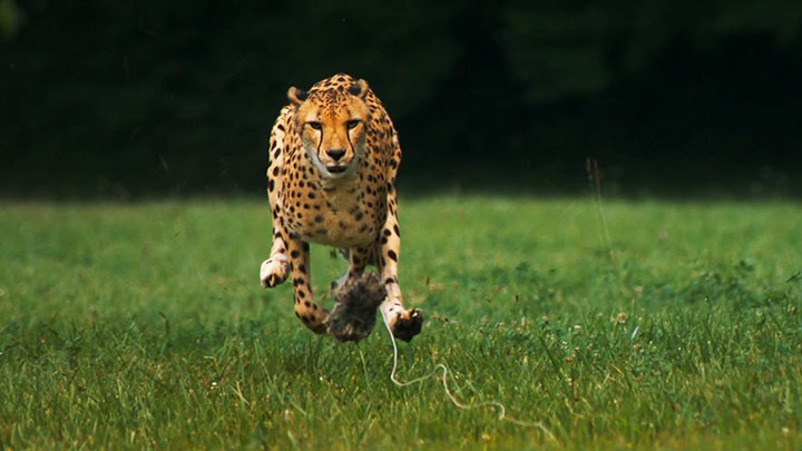 admirez-lelegance-du-guepard-en-pleine-course7