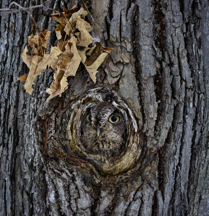 camouflage-de-hiboux14