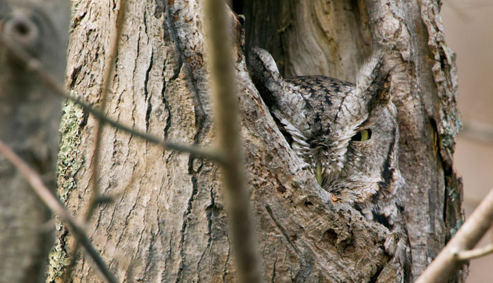 camouflage-de-hiboux7