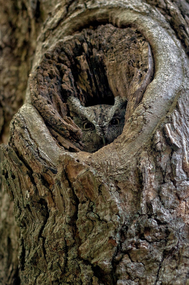 camouflage-de-hiboux8