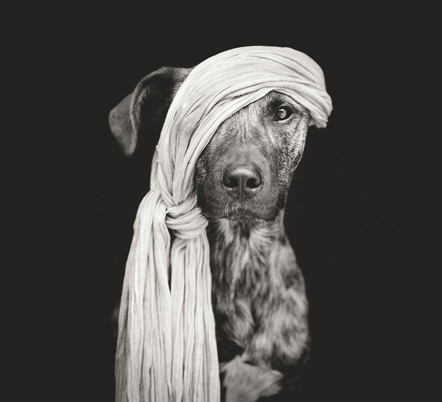 chien-1