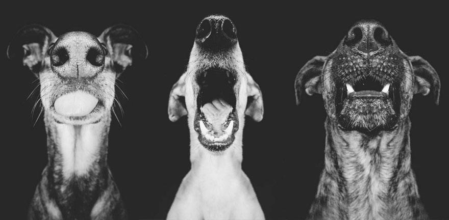 chien-10
