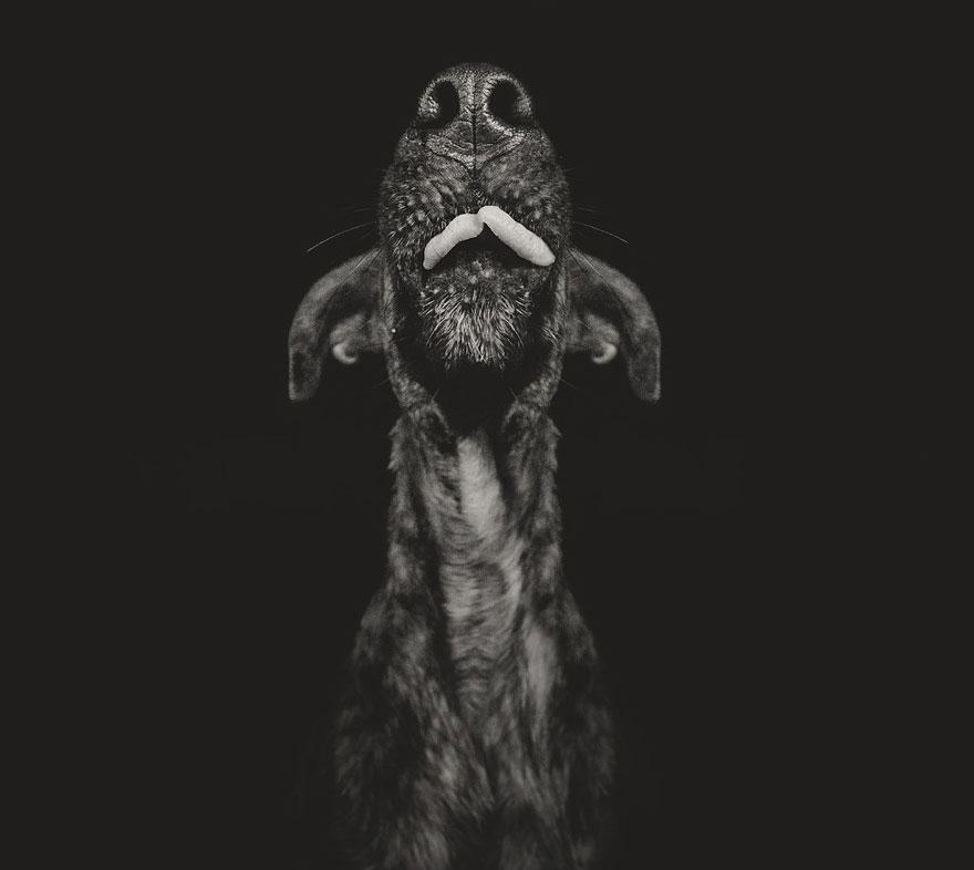 chien-12
