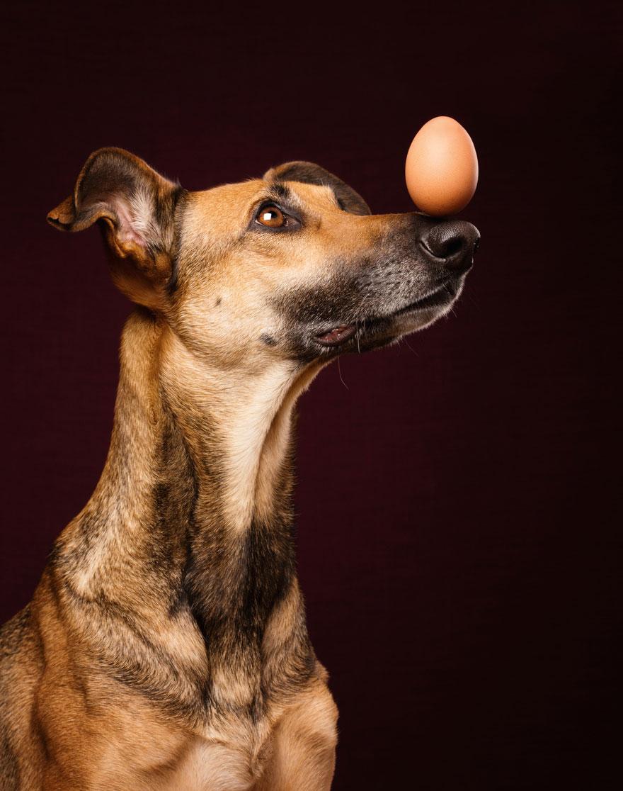 chien-13