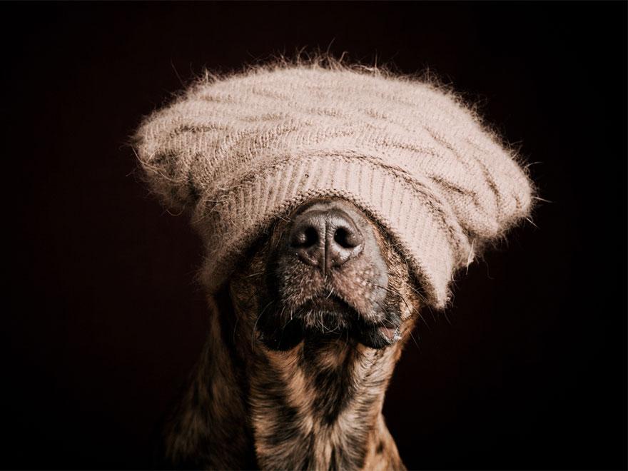 chien-15