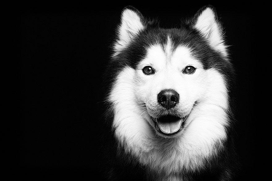 chien-17