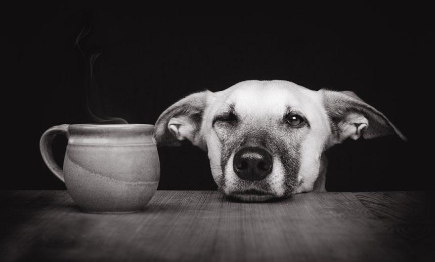 chien-24