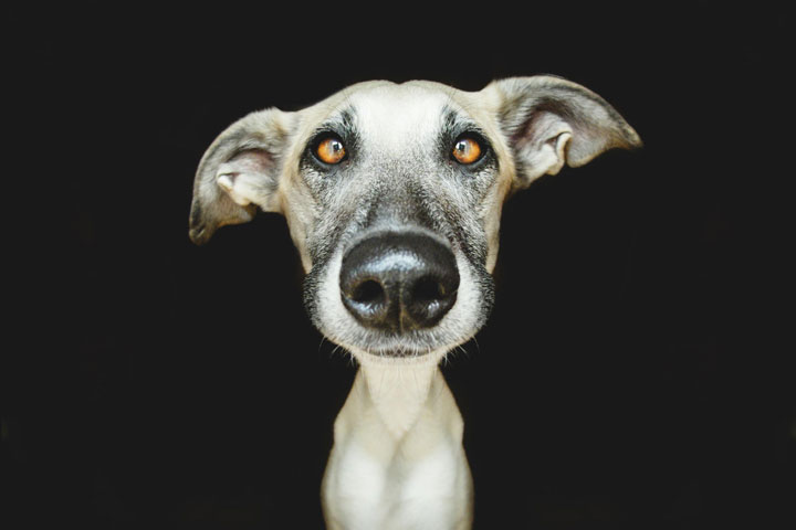 chien-25