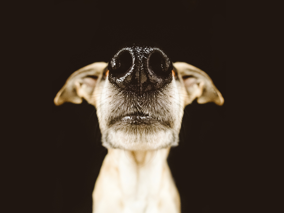 chien-26
