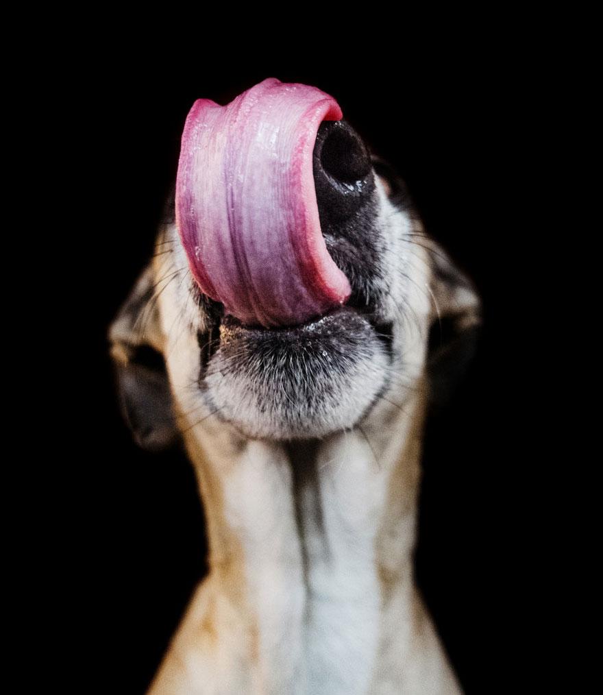 chien-3