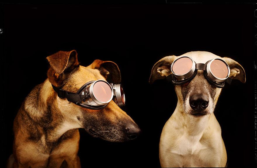 chien-5