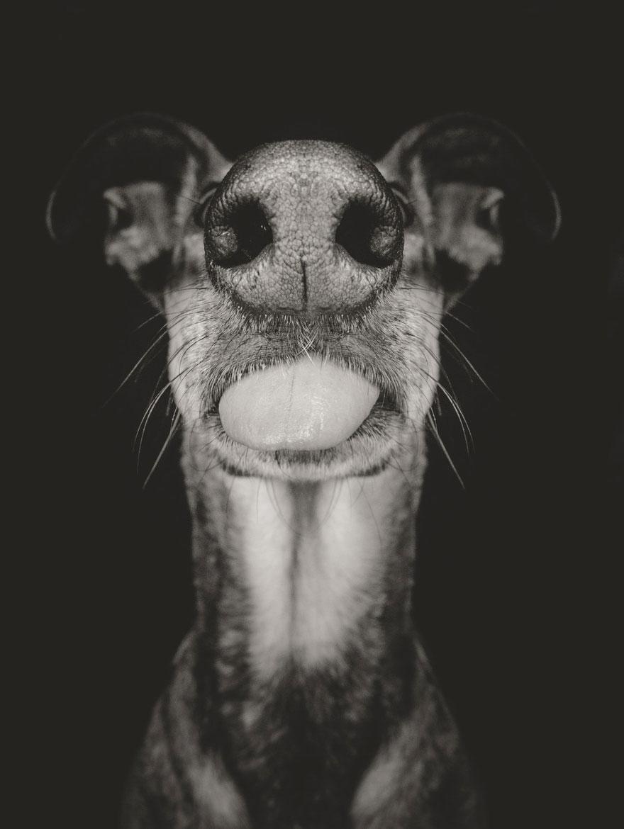 chien-7