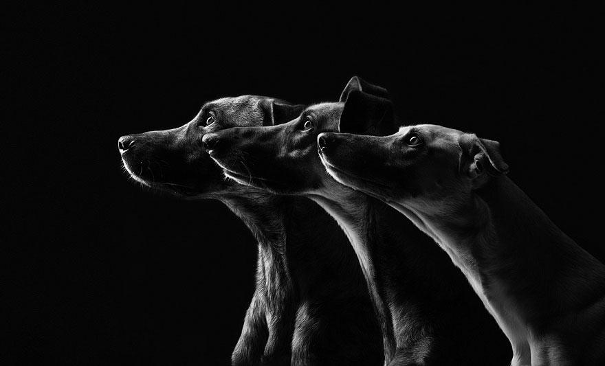chien-8